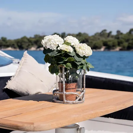 Palumba * Cannes